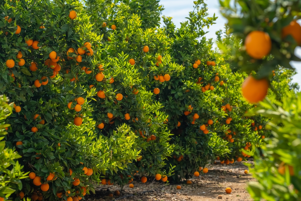 Keep Your Citrus Trees Alive When November Frost Hits Hard