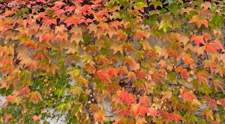 Plant Dormancy Is Often Triggered in Autumn