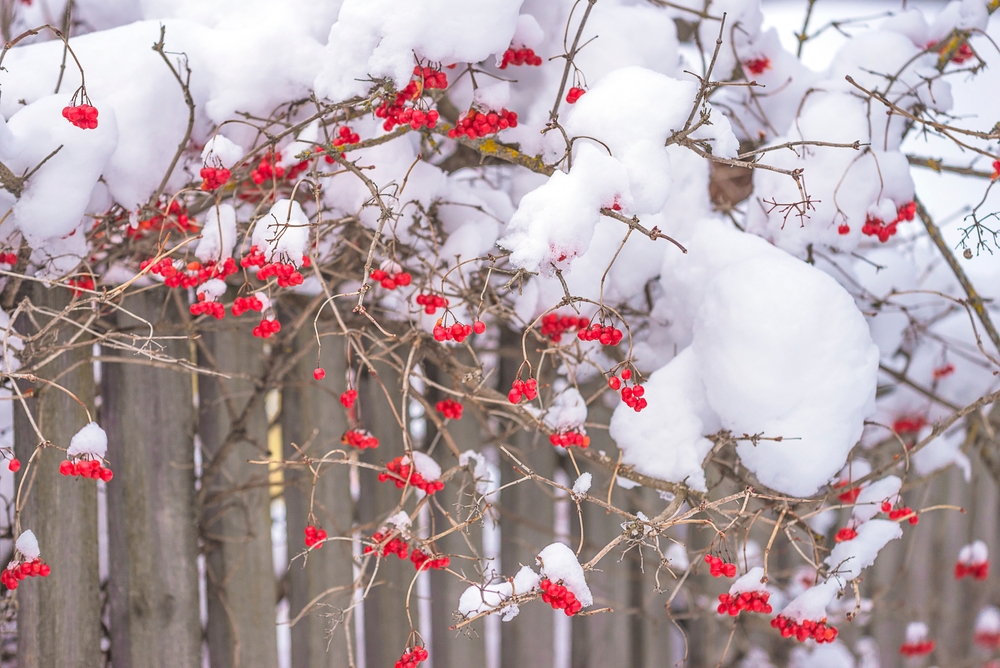 There Is A Garden Fence Test to Tell If Yours Will Survive the Snow