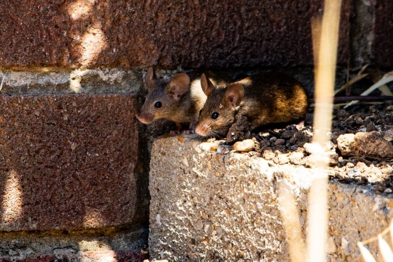 There Is A Reason Rodent Populations Spike in Autumn Gardens