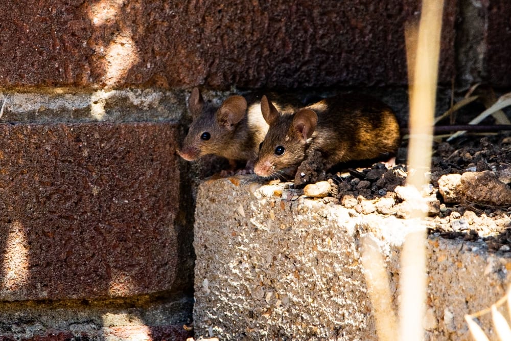 There Is A Reason Rodent Populations Spike in Autumn Gardens