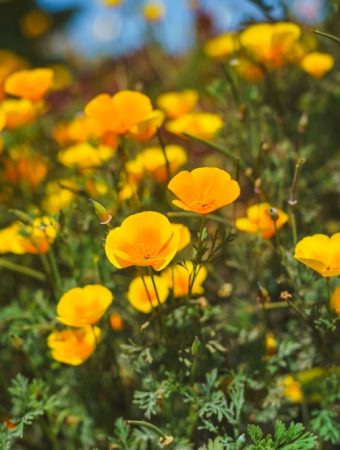 Here Are Flowers That Self-Seed and Return Next Spring