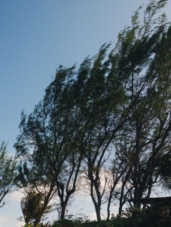 There Is An Easy Way to Keep Young Trees Safe from Winter Winds