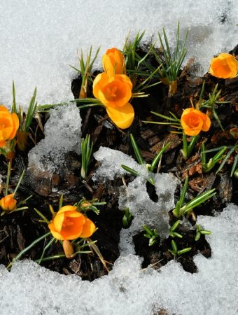 Snow Cover Protects Soil Life