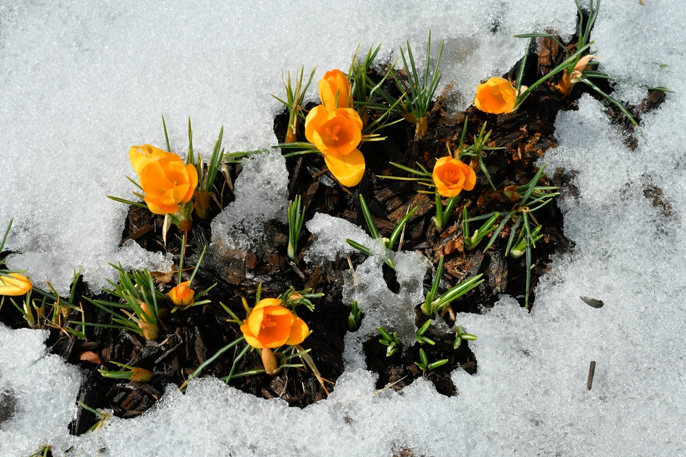 Snow Cover Protects Soil Life