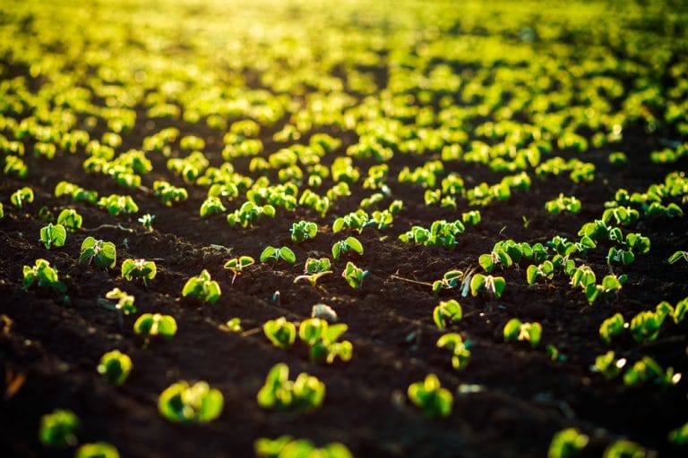 Seedlings Often Fail in Late Plantings