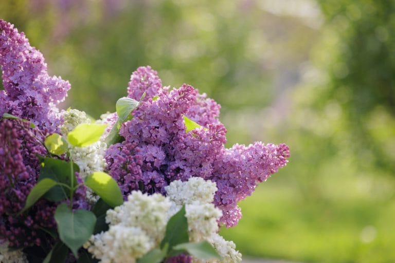 You Can Force Spring Blooms Outdoors by Using This Simple Cover Method