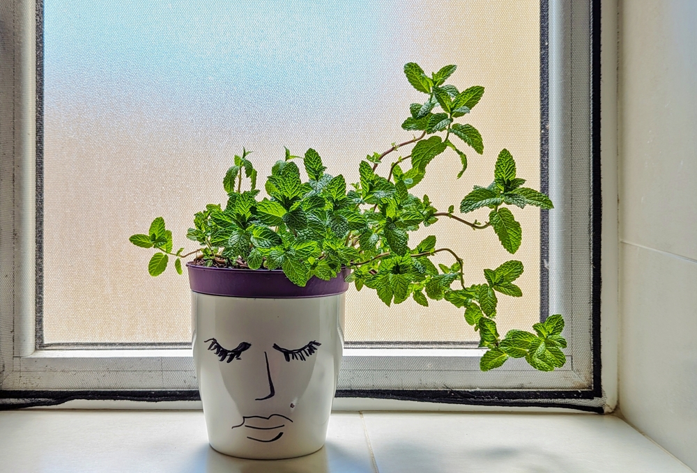 If You Grow This Indoors You’ll Have Fresh Herbs All Winter