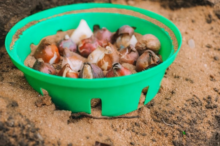 You Can Prep Soil for Bulbs Without Spending a Fortune