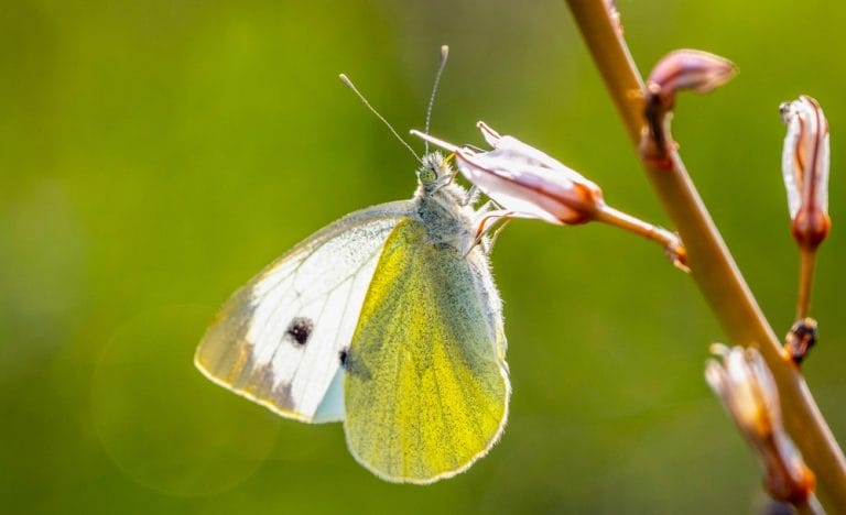 You Can EAsily Make Your Yard a Haven for Birds and Pollinators This Winter