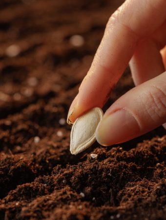 You Should Collect Certain Seeds Now Before Your April Bloom