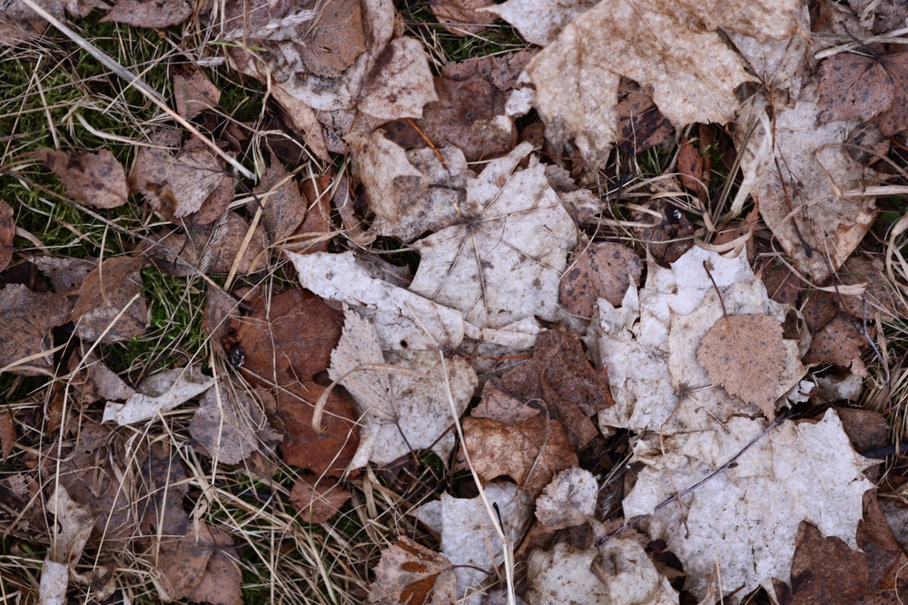 There Are Helpful Leaf Mold Hacks for Healthier Soil