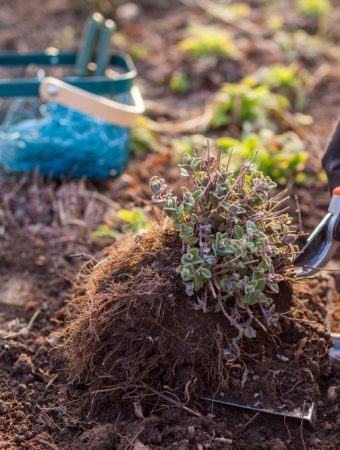 Root Pruning Is Easier in Cooler Weather
