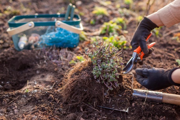 Root Pruning Is Easier in Cooler Weather