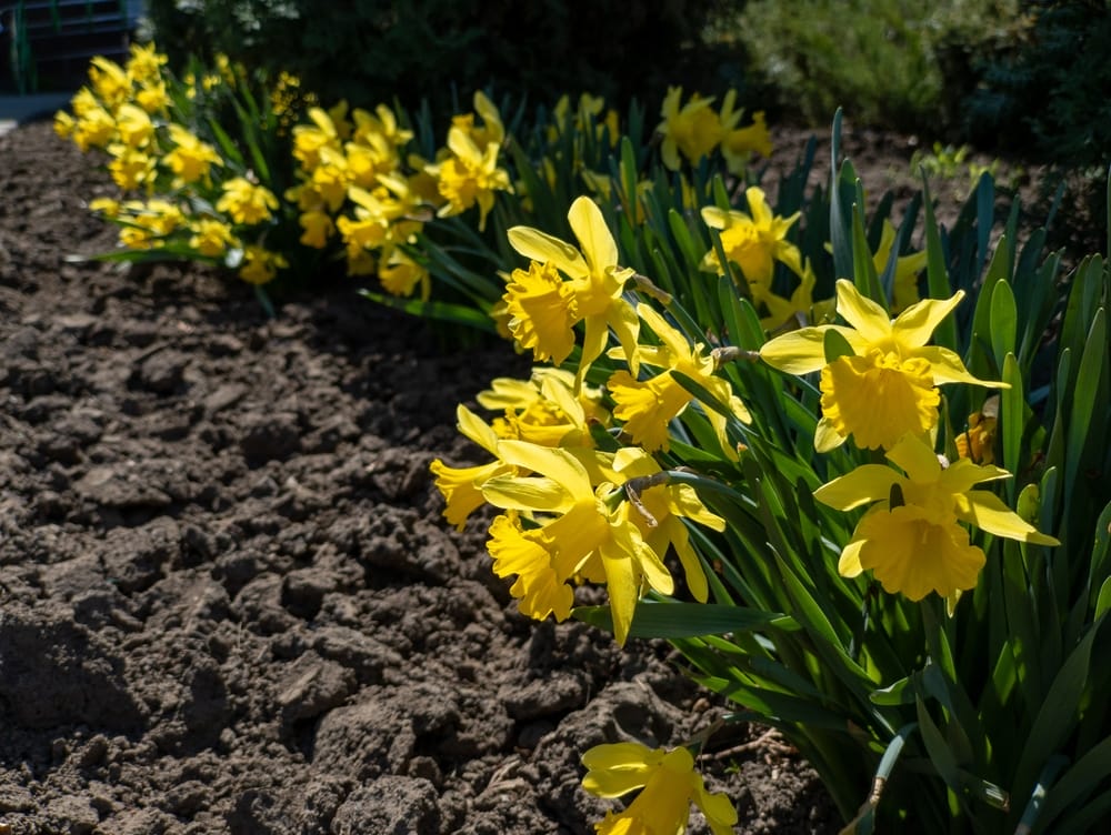 Perennial Beds Benefit From Extra Mulch Now