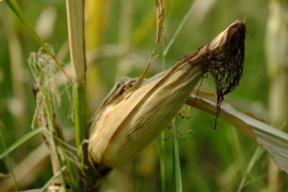 There Are Certain Crops That Should Be Fermented Instead of Stored