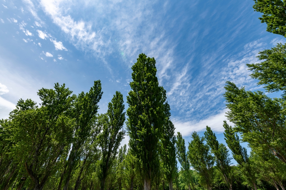 Some Evergreens Double as Windbreaks