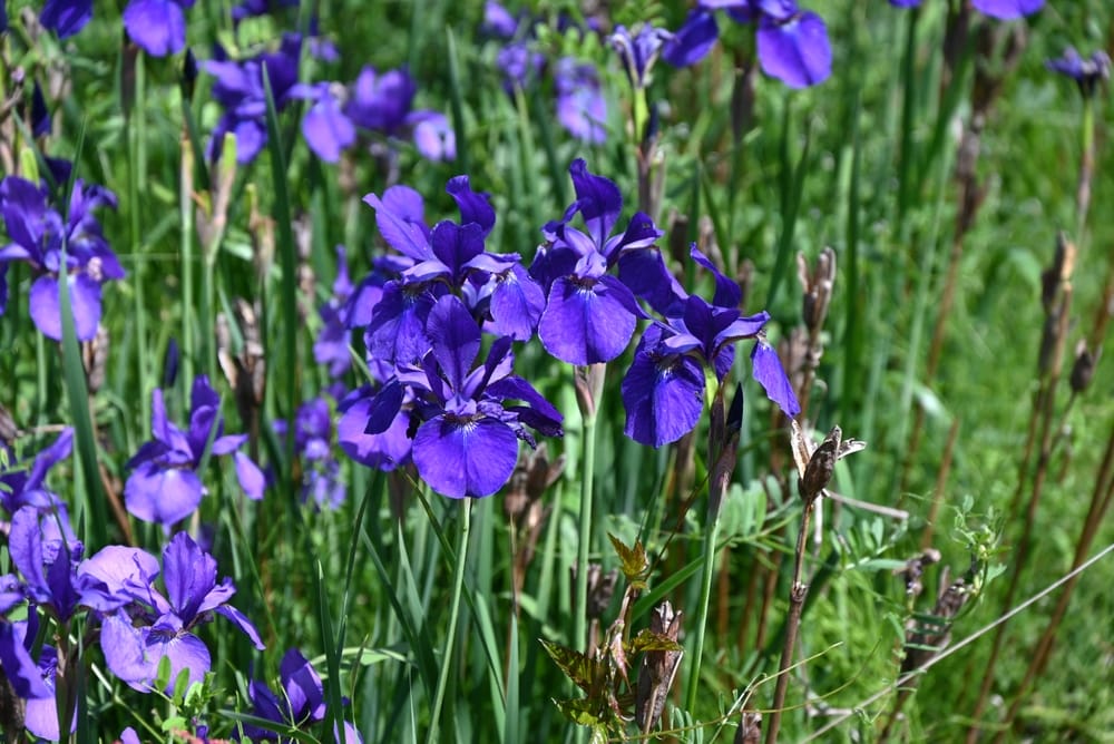 There Are Some Perennials That You Should Split and Move Right Now