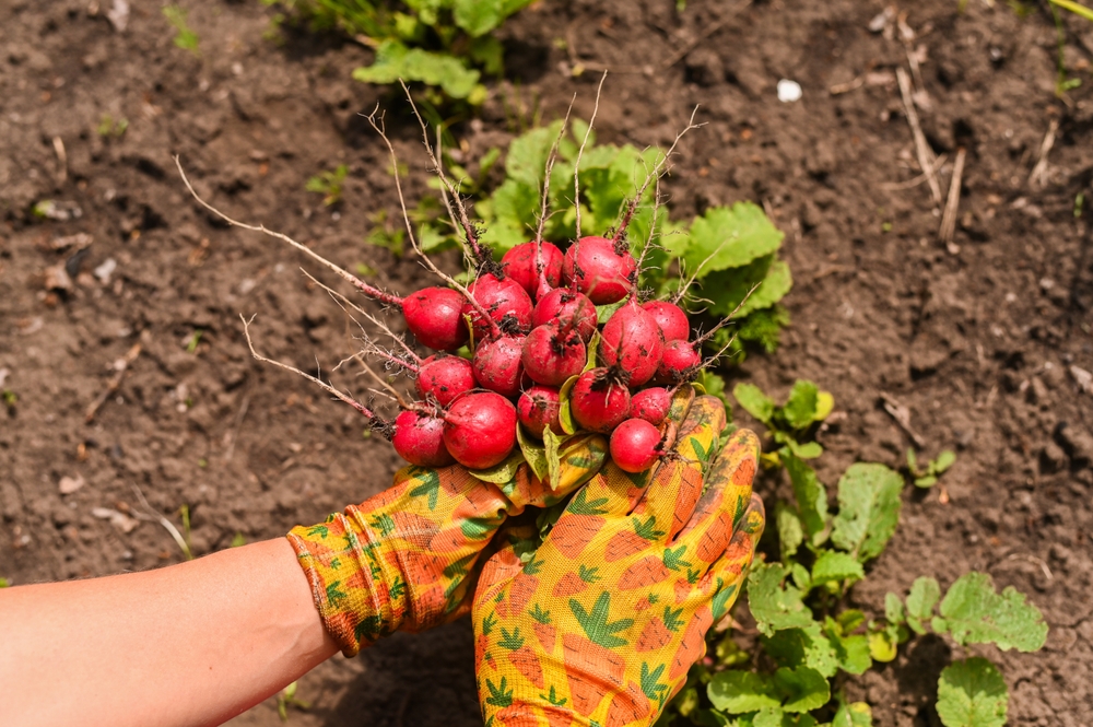Some Crops Overwinter For A Spring Harvest
