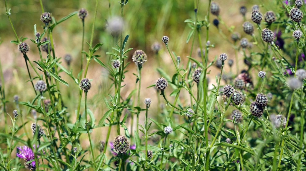 The Case for Leaving Seed Heads: Beauty, Birds, and Free Food
