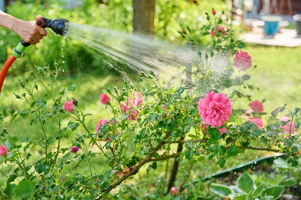 Here Is The Ultimate Lazy Gardener’s Trick for Keeping Raised Beds Fertile All Winter
