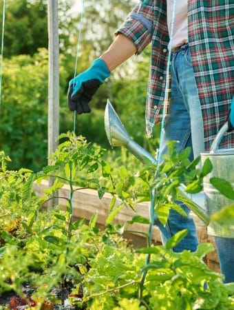 You Can Sketch a Smarter Garden Map During the Off-Season