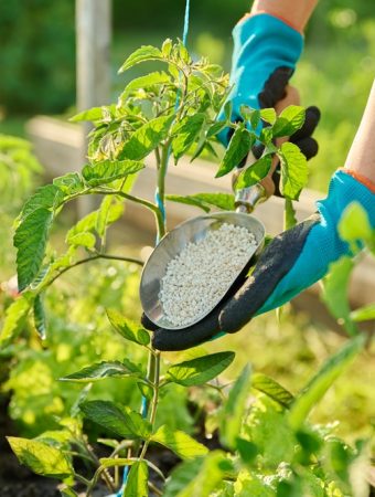 Natural Fertilizers Found In Your Fall Kitchen