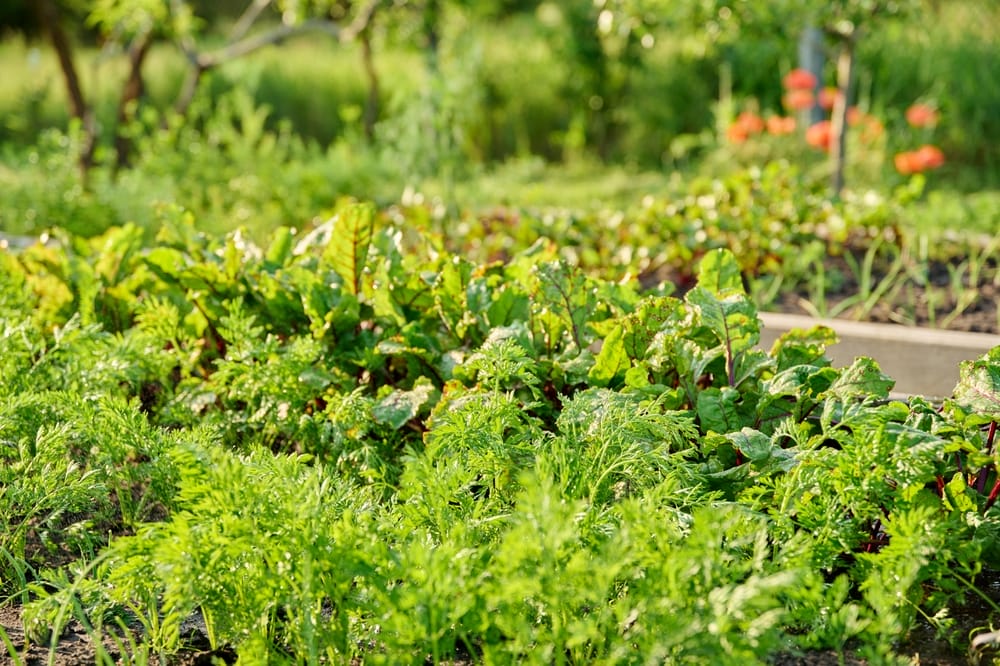 There Are The Vegetables You Can Still Plant Before The Deep Freeze