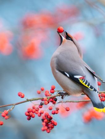 Here Are Shrubs With Berries That Birds Rely on in Winter