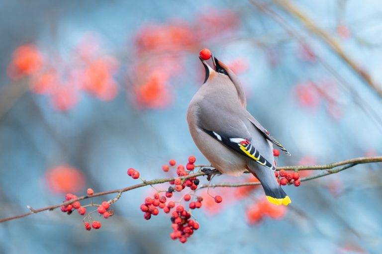 Here Are Shrubs With Berries That Birds Rely on in Winter