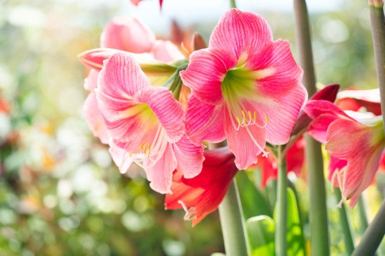 There Is A Trick to Forcing Amaryllis and Paperwhites for Holiday Blooms
