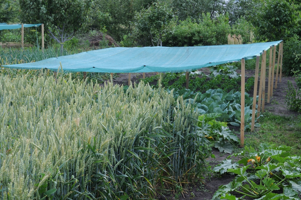 Garden Nets Stop More Than Pests in Fall