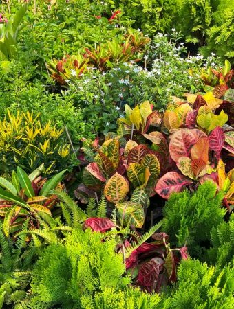 Groundcovers Protect Soil Through Autumn