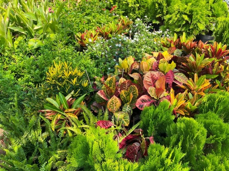 Groundcovers Protect Soil Through Autumn