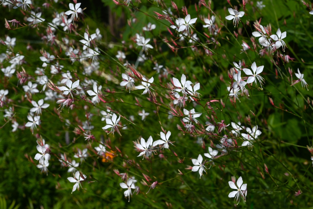 This Is How You Safely Move Perennials Before the Ground Freezes