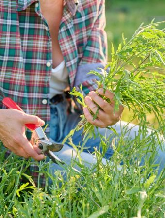 Pruning Too Early Can Kill Your Shrubs Before Spring