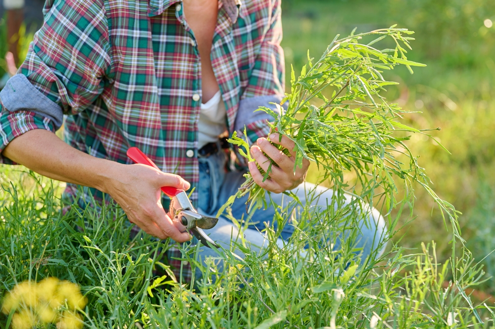 Pruning Too Early Can Kill Your Shrubs Before Spring