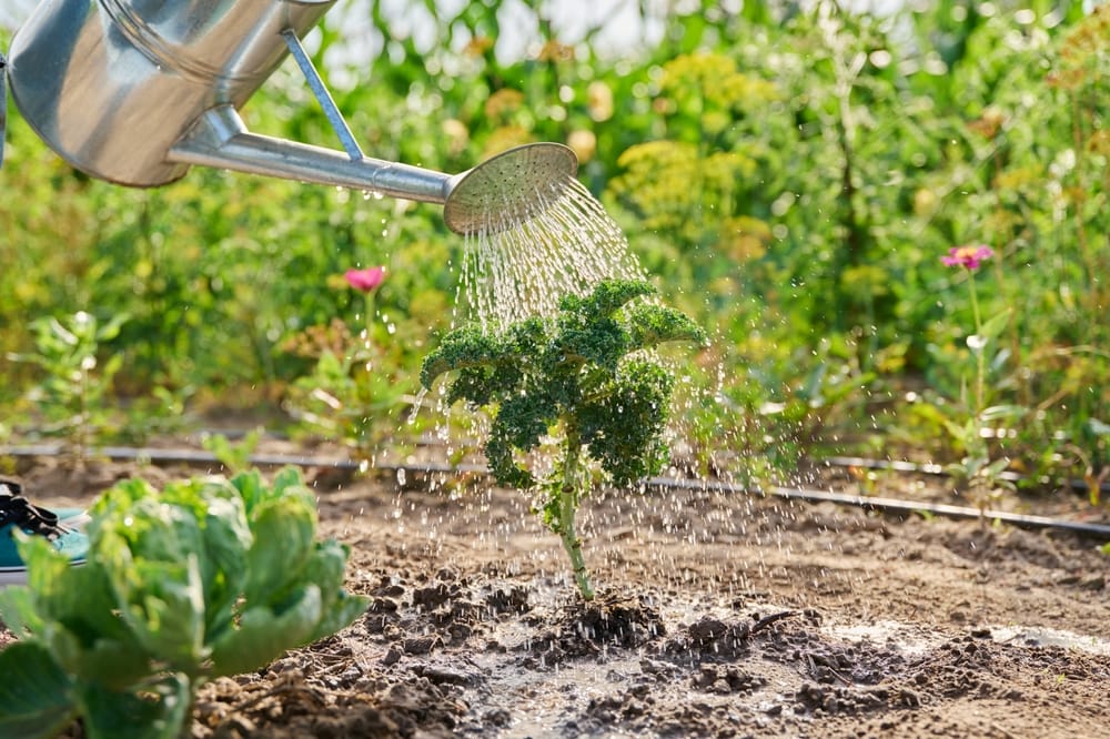 There Is A Watering Schedule That Saves Roots — and Prevents Ice Damage