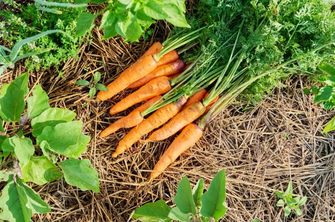 Cold Nights Improve Carrot Sweetness