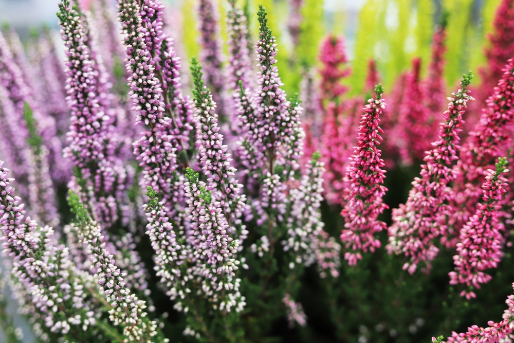 Some Fall Planting Extends Next Year’s Bloom Cycle
