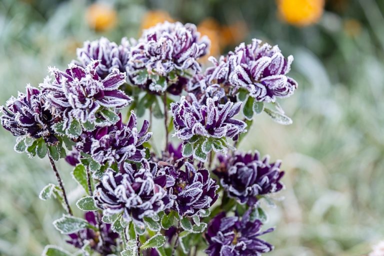 Frost Blankets Are Worth The Investment