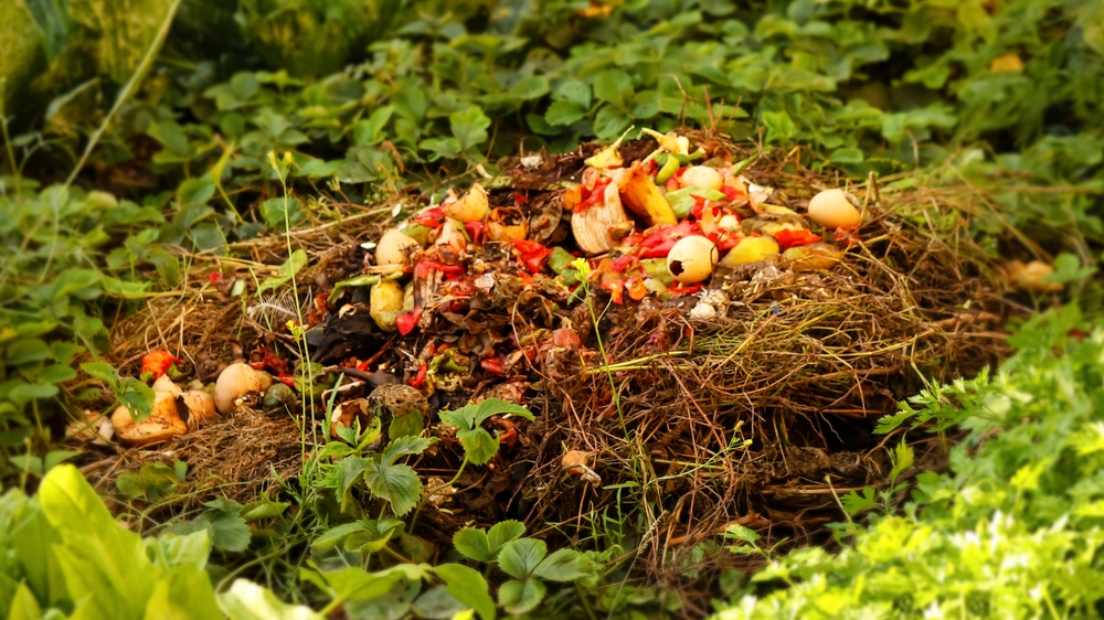You Can Spot Hidden Disease in Your Compost Pile Before It Spreads