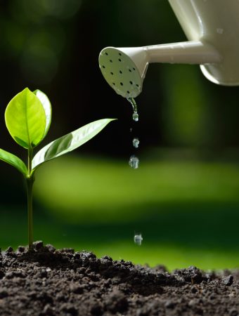 Plants Don’t Need as Much Water as You Think in November — Here’s Why