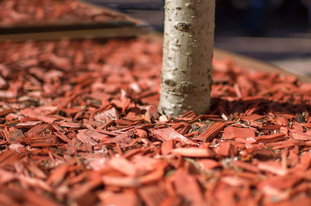 Cardboard Mulch Might Be the Secret Weapon Your Soil Needs
