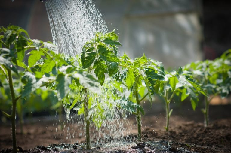 There Is A Watering Schedule That Saves Roots — and Prevents Ice Damage