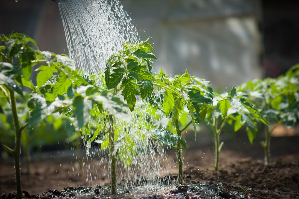There Is A Watering Schedule That Saves Roots — and Prevents Ice Damage