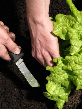 Here Are 5 Weirdly Useful Garden Tools You’ll End Up Using Every Day