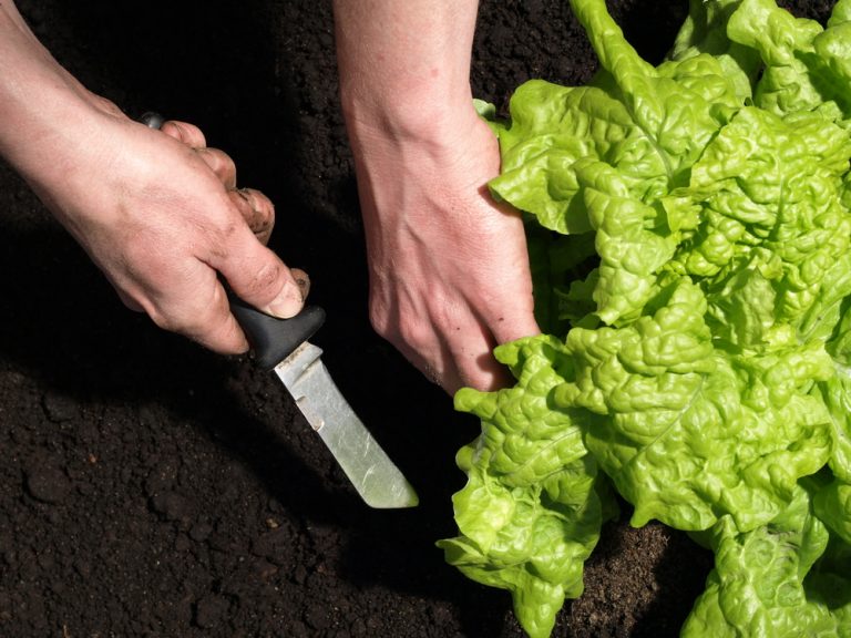 Here Are 5 Weirdly Useful Garden Tools You’ll End Up Using Every Day