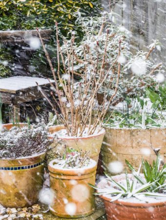 Make Sure Your Garden Containers Are Rated for Frost