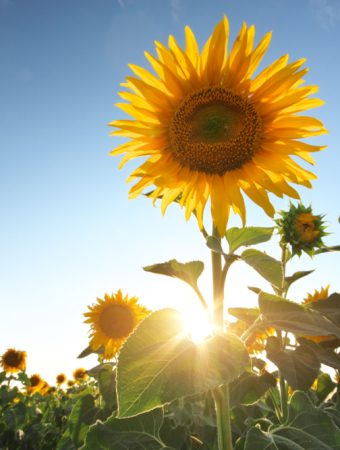 Here Are 8 Flowers That Grow Well From Cheap Seed Packs